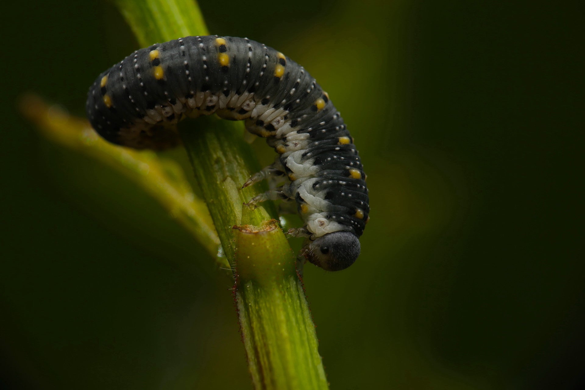Larva Descending