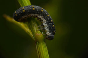 Larva Descending