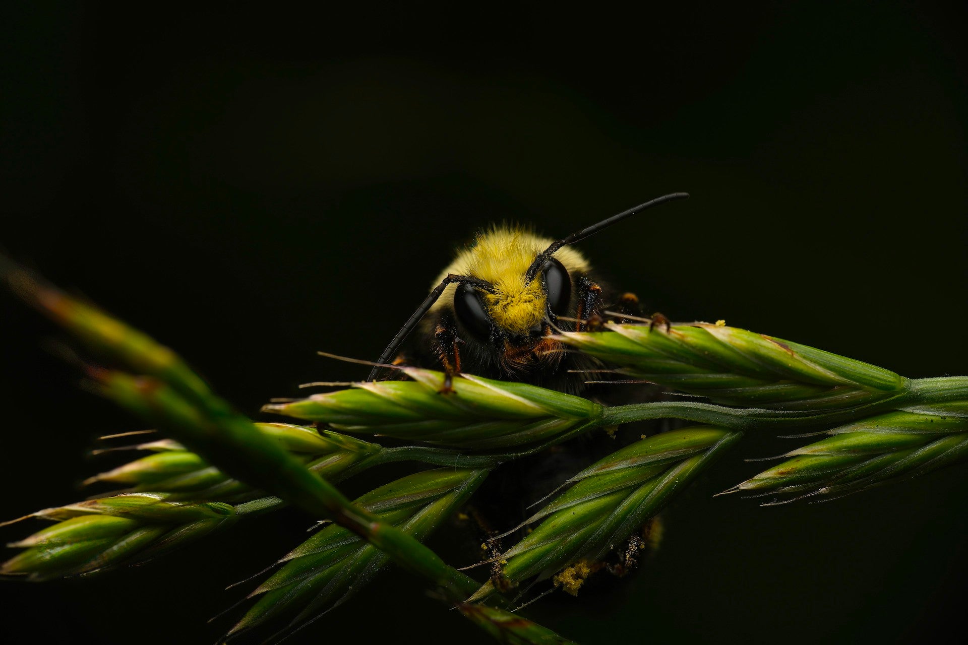 Resting Bumblebee